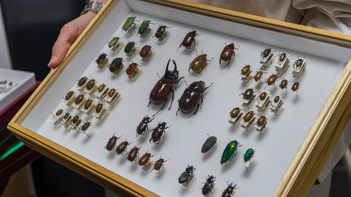 El Centro de Colecciones Zoológicas de la UGR supera los 100.000 insectos catalogados