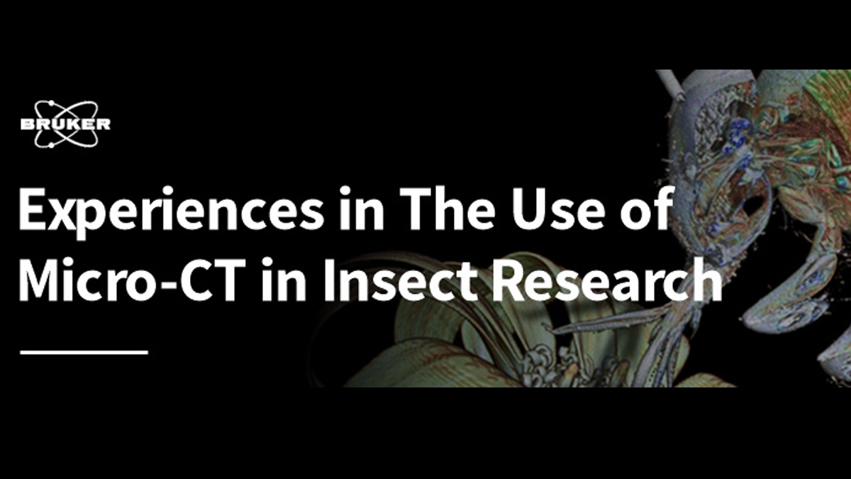 Seminario web sobre el uso de la microtomografía para el estudio de insectos, impartido por nuestro consocio Javier Alba-Tercedor. 17 de junio, 16:00h